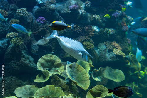 Whitemargin unicornfish Naso annulatus fish in a tank aquarium tropical swimming
