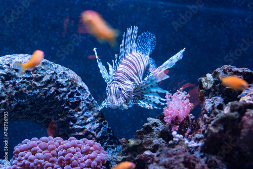 lionfish swimming in an aquarium oceanarium ocean sea poema del mar las palmas gran canaria spain tropical exotic animal fish stripes fins beautiful dangerous