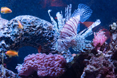 lionfish swimming in an aquarium oceanarium ocean sea poema del mar las palmas gran canaria spain tropical exotic animal fish stripes fins beautiful dangerous photo