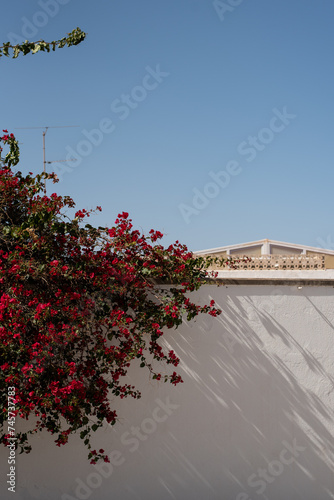 blossom blooming red flowers tree bush wall gran canaria firgas town poster aesthetic minimalistic beautiful background summer holidays © ms16_photo