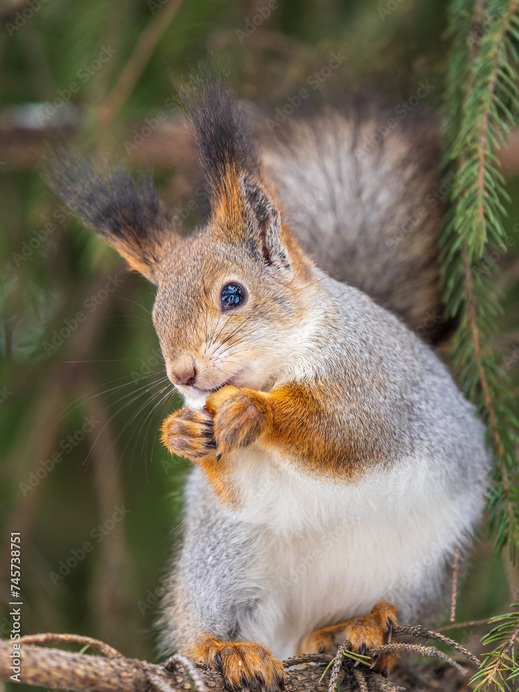 Fototapeta premium The squirrel with nut sits on tree in the winter or late autumn