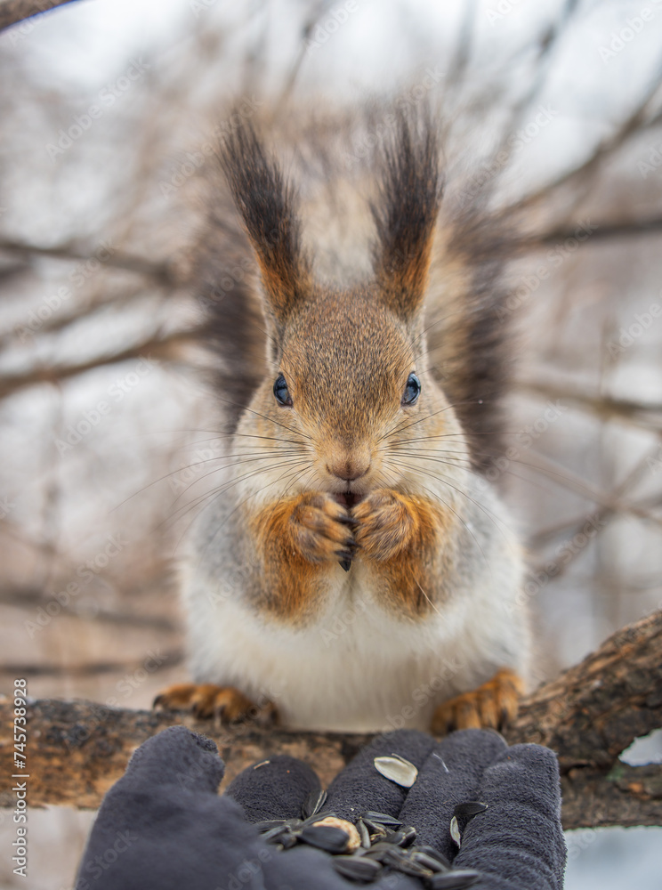 Fototapeta premium Squirrel eats nuts from a man's hand. Caring for animals in winter or autumn.