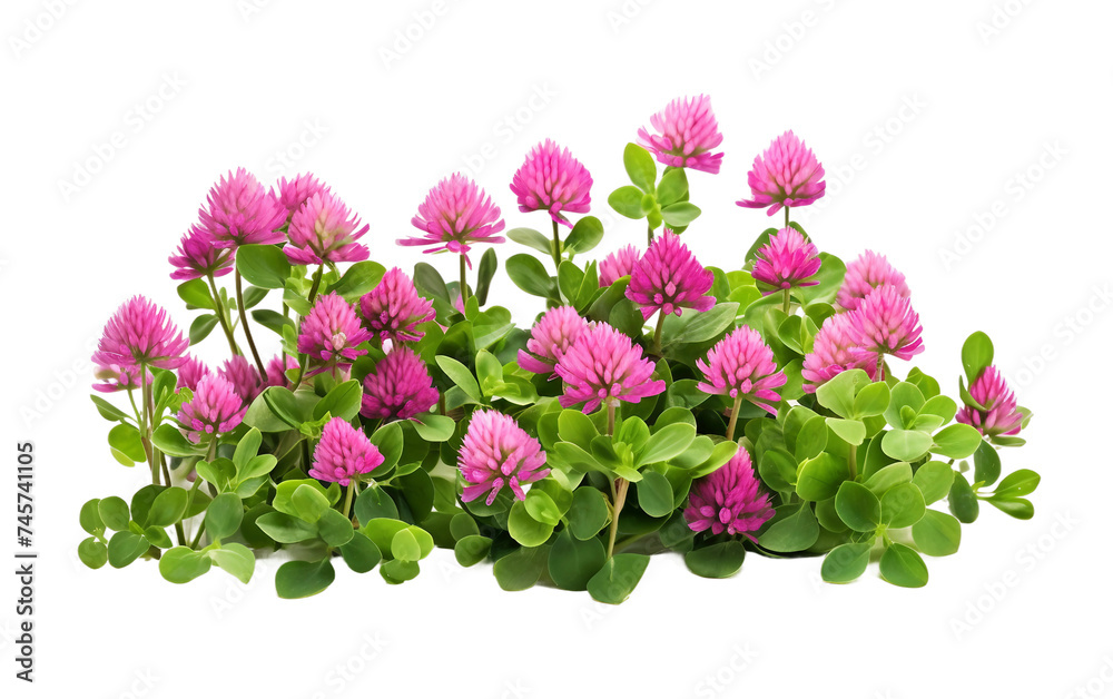 Blossoming Clover Flowers in Garden Setting Isolated on Transparent Background PNG.