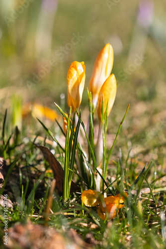 Yellow crocuses in early spring