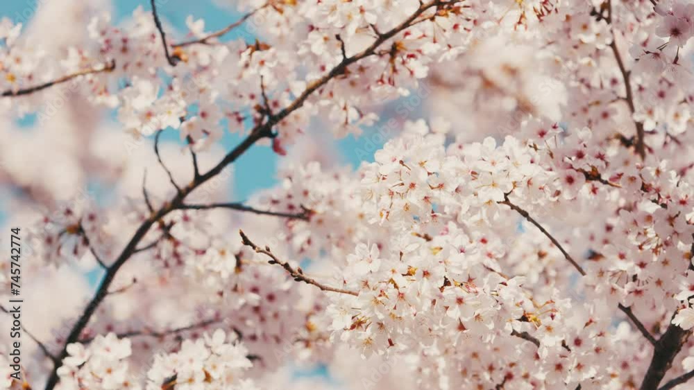 Cherry blossoms or sakura flowers in full bloom in spring, Nature or outdoor, Nostalgic negative film look Cherry blossoms or sakura flowers in full bloom in spring, Nature or outdoor, Nostalgic negative film look