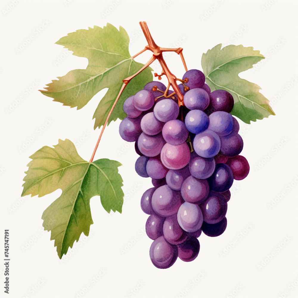 Fototapeta premium watercolor grape clipart for graphic resources сreated with Generative Ai