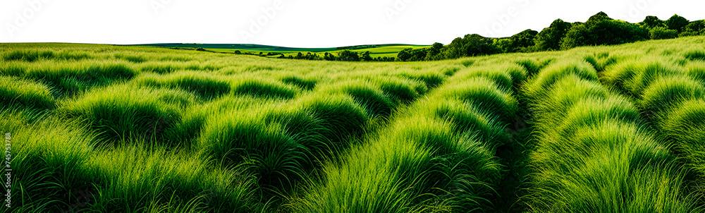 grassy-plains-stretching-towards-the-horizon-under-an-expansive-sky-varying-shades-of-green-blades grassy-plains-stretching-towards-the-horizon-under-an-expansive-sky-varying-shades-of-green-blades