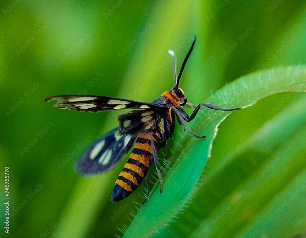 Amata huebneri, commonly known as the wasp moth, is a species of moth in the family Erebidae (subfamily Arctiinae - 