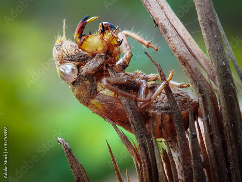 Cicadidae Shell. The cicadas are a superfamily, the Cicadoidea, of insects in the order Hemiptera (true bugs). photo