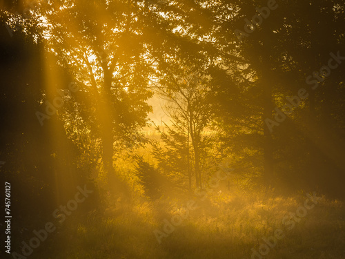 Golden Sunrise Through Misty Trees in a Swedish Forest at Dawn photo