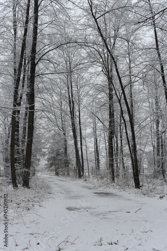Winter landscape in the forest with snow-covered trees on a cloudy and frosty day in the woods.