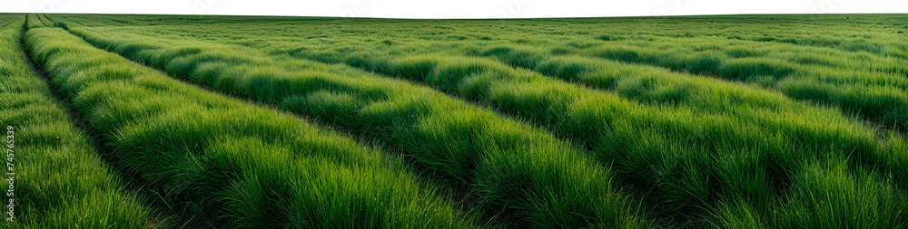 grassy-plains-unfurl-under-a-vast-sky-blades-of-grass-sway-gently-horizon-stretches-wide-cumulus grassy-plains-unfurl-under-a-vast-sky-blades-of-grass-sway-gently-horizon-stretches-wide-cumulus