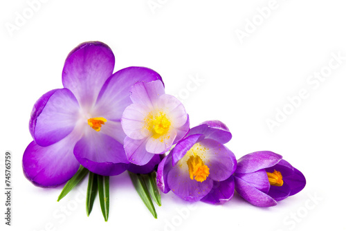 crocus flowers -  one of spring flowers
