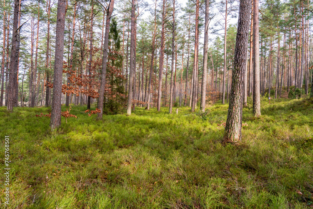 trees in the forest