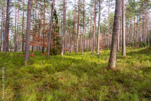 Obraz na płótnie trees in the forest w salonie