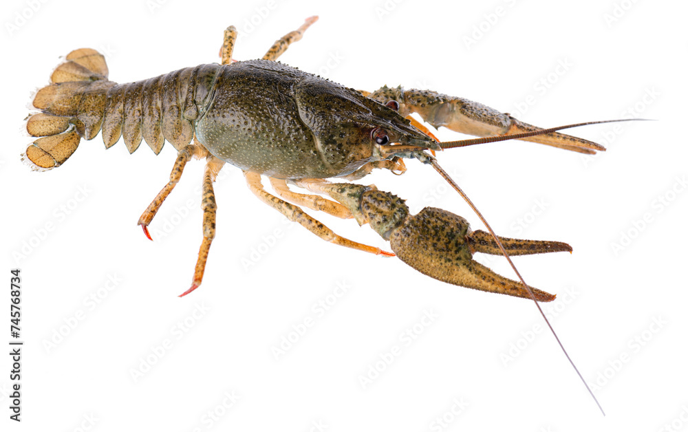 Live crayfish isolated on white background. Clipping path. Live crayfish isolated on white background. Clipping path.