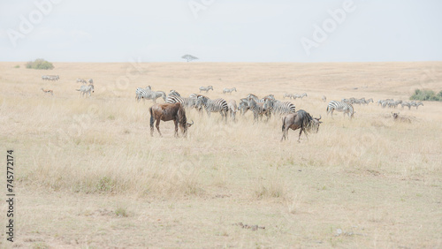 Zebra in the Savanna of Kenya © Herbert