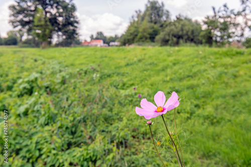 Yellow hearted pink garden cosmos flower in the foreground of a rural landscape in the Netherlands. The photo was taken on a cloudy day in the summer season.
