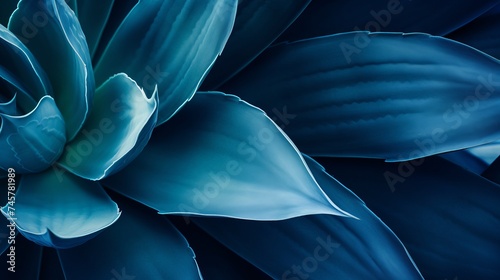 Agave attenuata leaf, cactus plant, soft details texture. Lush succulent leaves details. Dark tropical foliage. Blue toned nature background. exuberant and refined. luxuriant. organic. delicate, bold photo