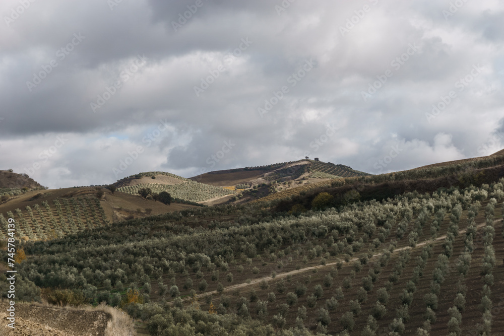 Fototapeta premium Rustic countryside of Andalucia formed by olive trees and vineyards on the slopes of the mountains, Setenil de las Bodegas, Andalucia, Spain