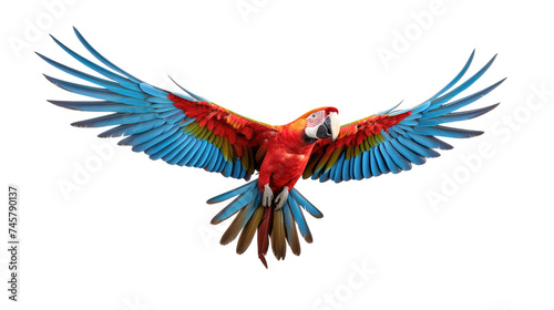 macaw bird looking isolated on white.