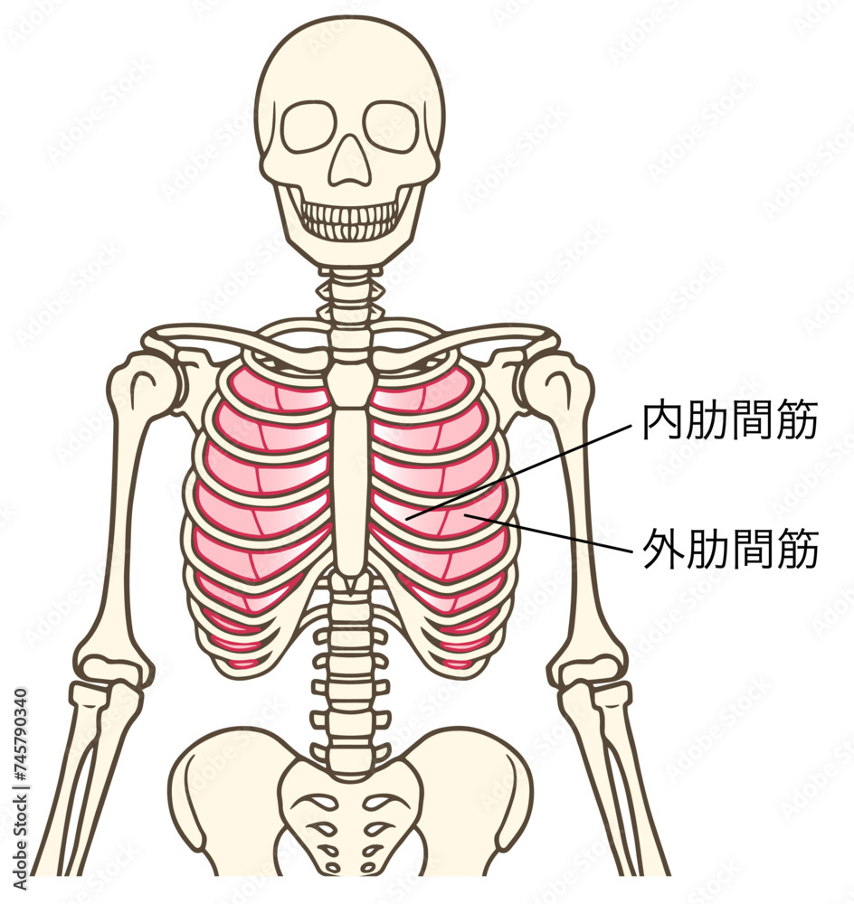 内肋間筋、外肋間筋、呼吸筋、名称あり