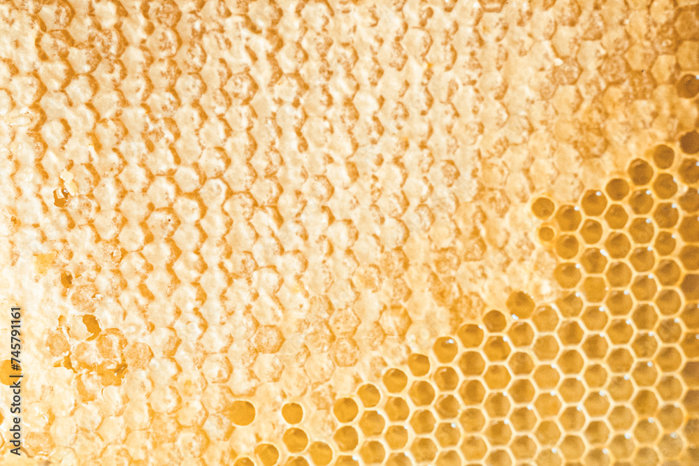Femme apicultrice en train de ramasser le miel de ses abeilles et de s'occuper de ses ruches, au milieu des champs de fleurs