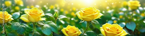 Abstract colorful blurred illustration of blooming yellow roses in dew on blurred bokeh background, space for text. Concept for valentine's day or birthday or mother's day or women's day. 