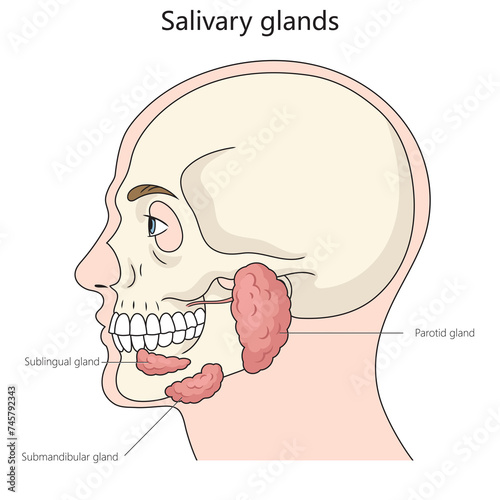 Obraz na plátně Salivary gland structure diagram hand drawn schematic raster illustration
