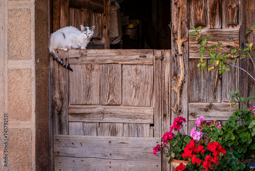 cat in a portal, Romanillos de Atienza, Guadalajara province, Spain photo