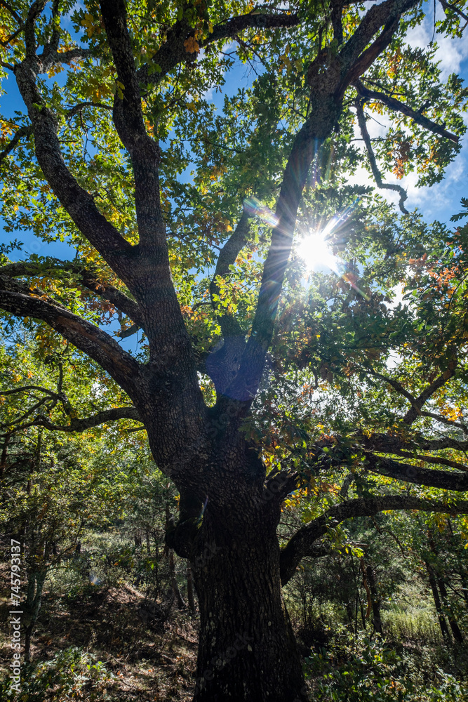 Naklejka premium Las Guensas centennial oak, Sierra Norte de Guadalajara Natural Park, Cantalojas, Guadalajara, Spain