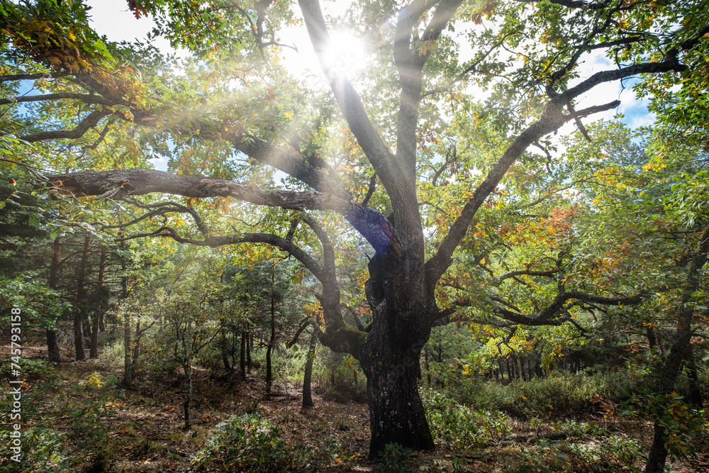Las Guensas centennial oak, Sierra Norte de Guadalajara Natural Park, Cantalojas, Guadalajara, Spain Las Guensas centennial oak, Sierra Norte de Guadalajara Natural Park, Cantalojas, Guadalajara, Spain
