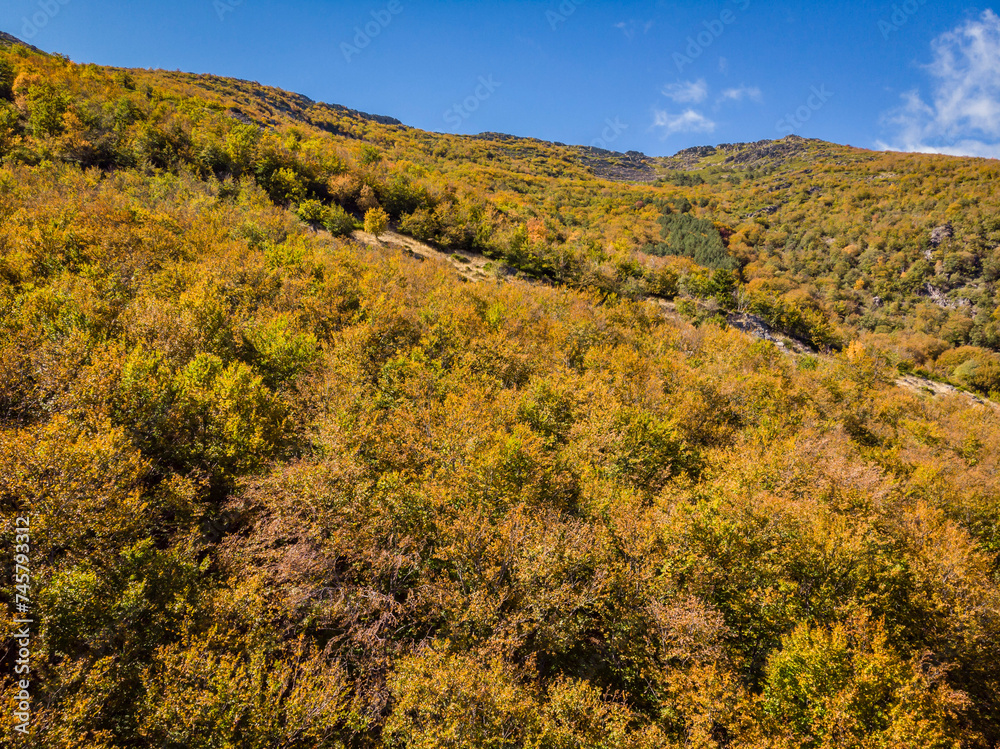 beech of Tejera Negra, Sierra Norte de Guadalajara Natural Park, Cantalojas, Guadalajara, Spain