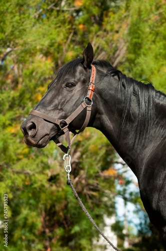 Black breeding horse  Portrait  La Pampa Province  Patagonia  Argentina.