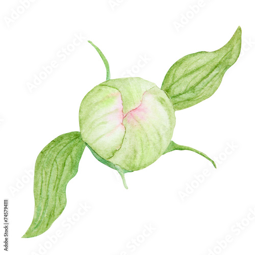 Peony bud watercolor hand drawn painting. Realistic flower clipart, floral arrangement. Chinese national symbol illustration. Perfect for card design, wedding invitation, prints, textile, packing
