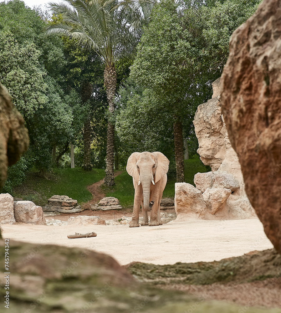 African animals at the bioparc