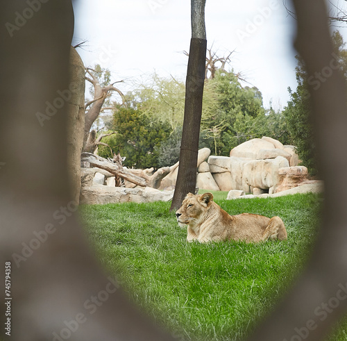 Photography African animals at the bioparc