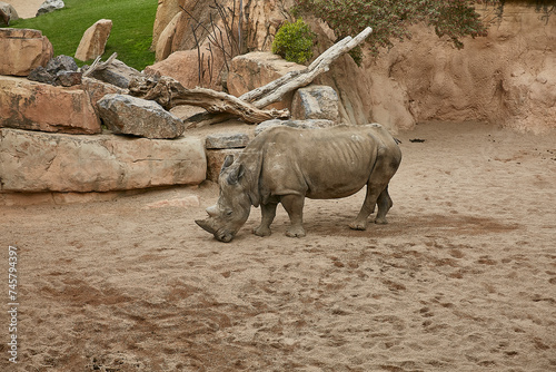 Photography African animals at the bioparc