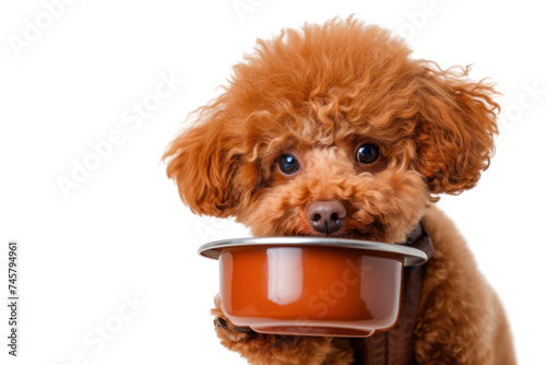 Toy Poodle holds an empty bowl and it in its mouth. Isolated on transparent background. photo