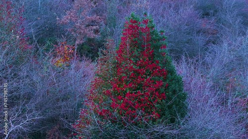 Holly (Ilex aquifolium) with red berries in the Pasiegos Valleys of Burgos and Cantabria. Burgos. Castile and Leon. Cantabria. Spain. Europe photo