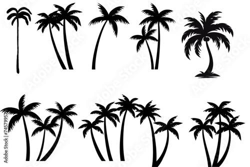 set of palm trees © Qamar Zaman