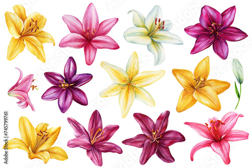 Set Lilies  Summer multi-colored flowers isolated on white background. Watercolor hand drawing Botanical painting flora