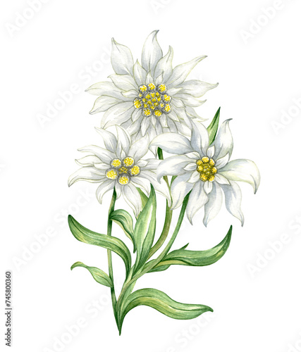 Edelweiss flower Leontopodium alpinum, Watercolor hand drawn alpine flower illustration. isolated 