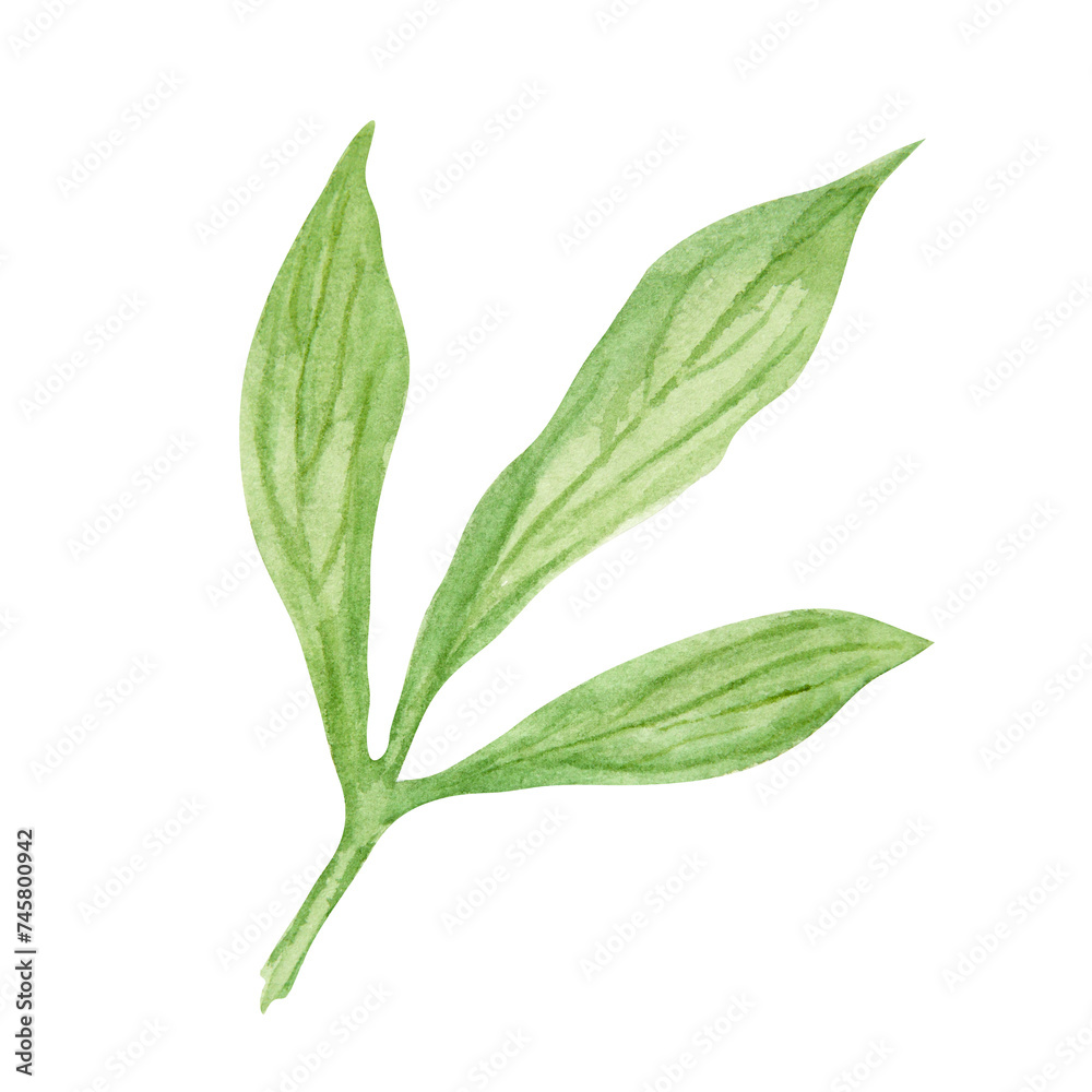 Obraz premium Peony leaves watercolor hand drawn painting. Realistic botanical clipart, floral arrangement. Chinese national symbol illustration. Perfect for card design, wedding invitation, print, textile, packing