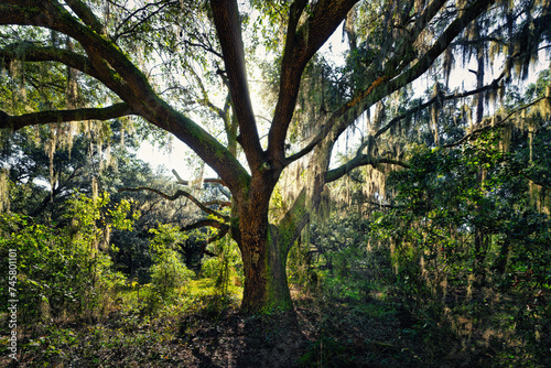 Patriarch Oak tree of the forest