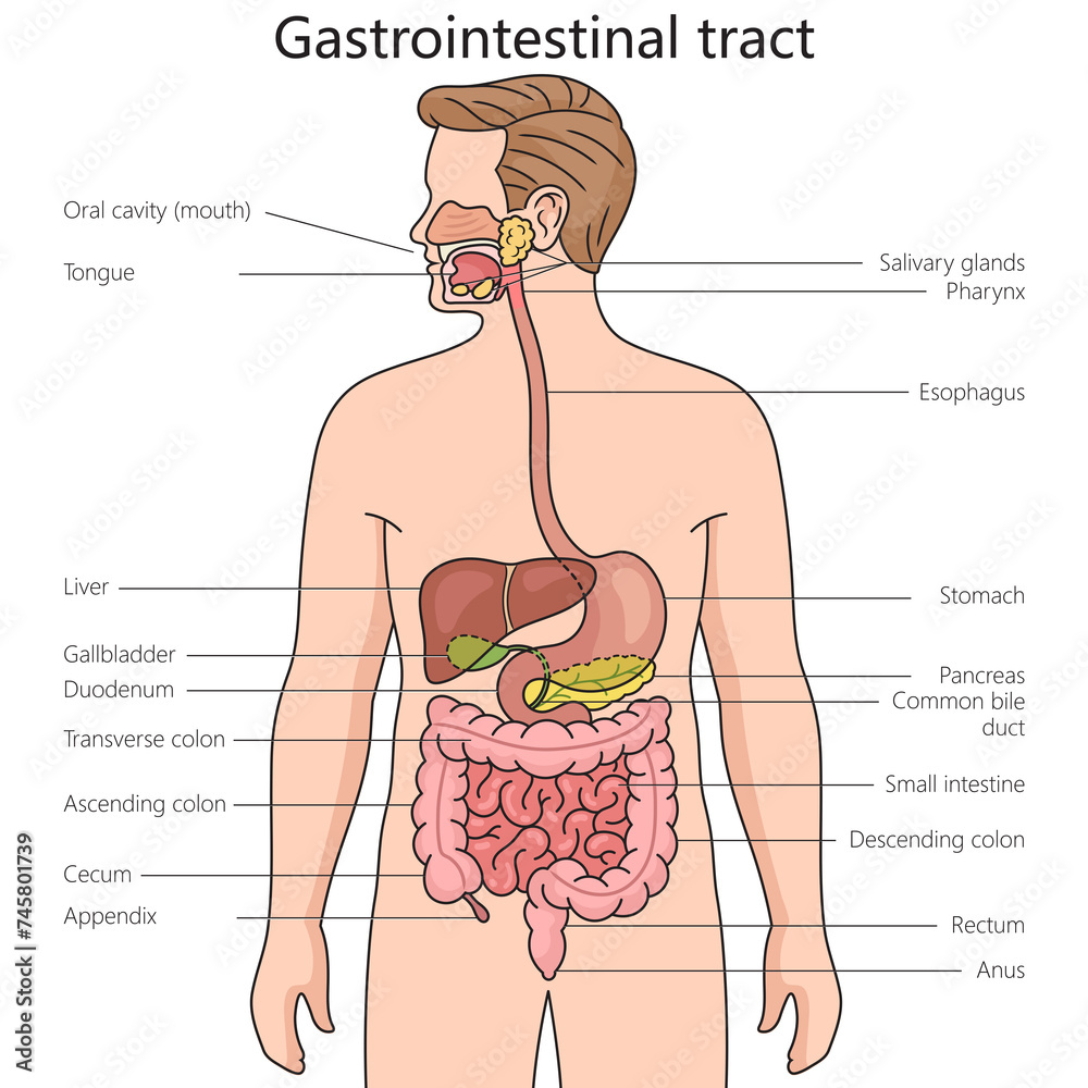 Gi Function Gastrointestinal tract structure diagram hand drawn schematic raster ...