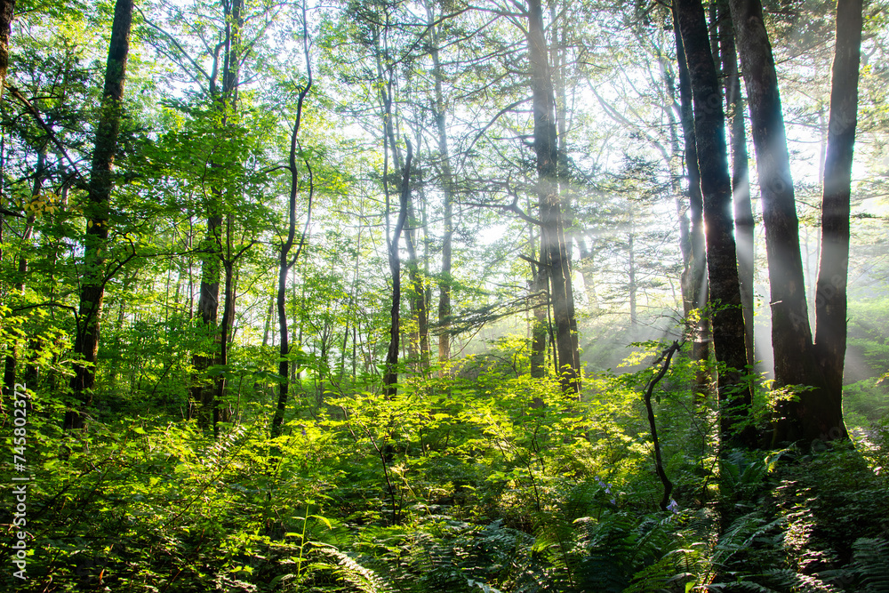 Obraz premium A path through the autumn forest leading to the summit. Beautiful light shines through, creating a mysterious atmosphere.光が差し込む森、木漏れ日が眩しい