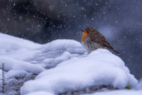 robin in snow © IOANNIS