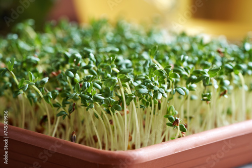 Fresh garden cress sprouts or microgreens growin in a container photo