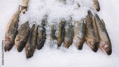 Arctic char fresh fish on ice in a food market